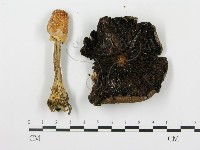 登錄號:F0016306藏品圖，第3張