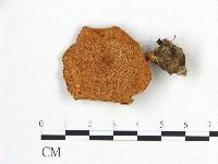 登錄號:F0016307藏品圖，第1張