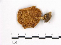 登錄號:F0016307藏品圖，第3張