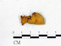 登錄號:F0016308藏品圖，第1張