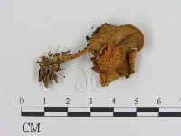 登錄號:F0016309藏品圖，第1張