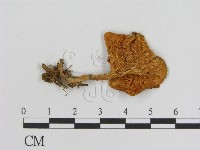登錄號:F0016309藏品圖，第3張