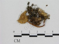 登錄號:F0016310藏品圖，第1張
