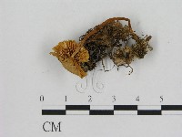 登錄號:F0016310藏品圖，第3張