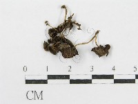 登錄號:F0016312藏品圖，第1張