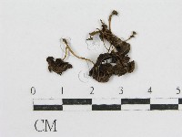 登錄號:F0016312藏品圖，第3張