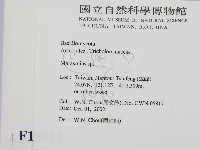 小皮傘屬藏品圖，第2張
