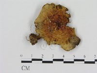 登錄號:F0016314藏品圖，第1張