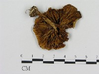 登錄號:F0016314藏品圖，第3張