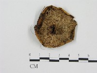 登錄號:F0016315藏品圖，第3張