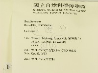 乳菇屬藏品圖，第2張