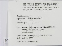 小菇屬藏品圖，第2張
