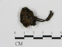 登錄號:F0016318藏品圖，第1張