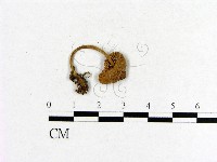 小菇屬藏品圖，第3張