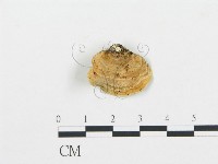 登錄號:F0016321藏品圖，第1張