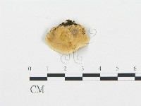 登錄號:F0016321藏品圖，第3張