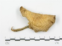 登錄號:F0016324藏品圖，第1張