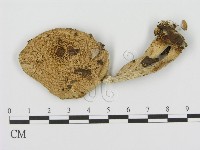 登錄號:F0016325藏品圖，第1張