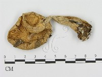 登錄號:F0016325藏品圖，第3張