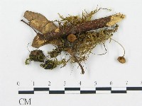 登錄號:F0016327藏品圖，第1張