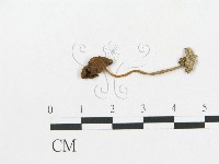 登錄號:F0016328藏品圖，第3張