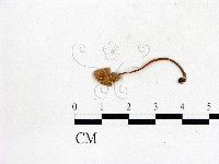 登錄號:F0016329藏品圖，第1張