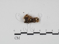 登錄號:F0016330藏品圖，第3張