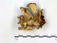 登錄號:F0016331藏品圖，第1張