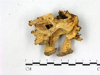 登錄號:F0016331藏品圖，第3張