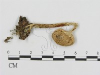 登錄號:F0016332藏品圖，第1張