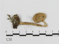 登錄號:F0016332藏品圖，第3張