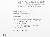 杯傘屬藏品圖，第2張