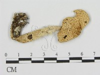 登錄號:F0016335藏品圖，第1張