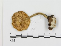登錄號:F0016337藏品圖，第3張