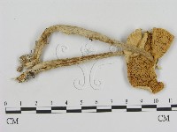 登錄號:F0016338藏品圖，第1張
