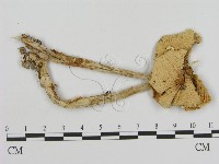 登錄號:F0016338藏品圖，第3張
