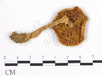 登錄號:F0016339藏品圖，第1張