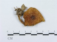登錄號:F0016340藏品圖，第1張