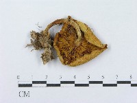 登錄號:F0016340藏品圖，第3張