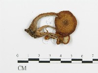 登錄號:F0016341藏品圖，第1張