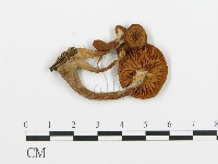 登錄號:F0016341藏品圖，第3張