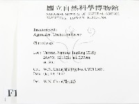 杯傘屬藏品圖，第2張