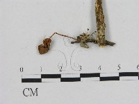 登錄號:F0016343藏品圖，第1張