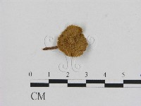 登錄號:F0016344藏品圖，第1張