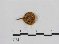 登錄號:F0016344藏品圖，第3張