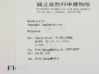 小菇屬藏品圖，第2張