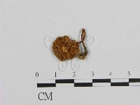 小菇屬藏品圖，第3張