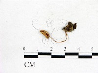 登錄號:F0016346藏品圖，第1張