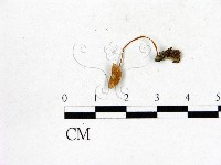 登錄號:F0016346藏品圖，第3張