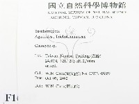 杯傘屬藏品圖，第2張